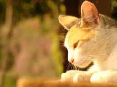 есть кошка, которая лежит на столе