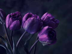 тюльпаны, лиловые, фиолетовые