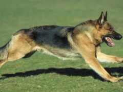 есть собака, бегущая по траве с фрисби во рту