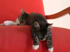 есть кошка, которая лежит на красном стуле