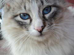 кошка с голубыми глазами сидит на диване