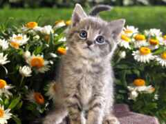 цветы, котенок, кот