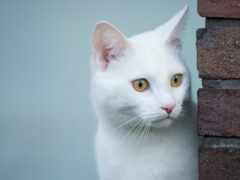 кот, белая, взгляд
