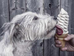 собака-араф облизывает конус мороженого языком