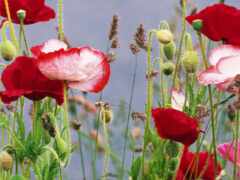 есть много цветных цветов в поле