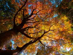 осень, деревянные деревья 162919 Разрешение 3000x2000