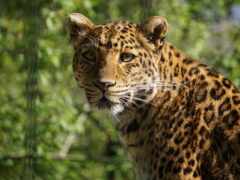 leopardo, foto, libre