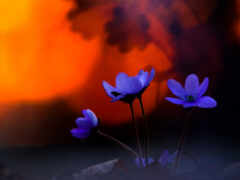 теги: hepatica, hepatica