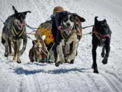 собаки тянут сани с мужчиной на ней в снегу