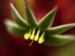lilium, wikipediahow, растение