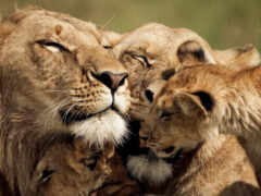 лев, сари, животное