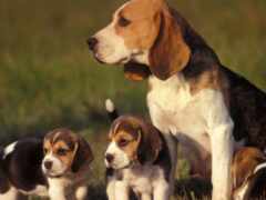 в траве сидят три бигля вместе