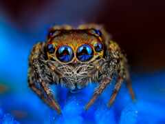 blue, паук, глазастый