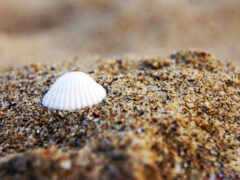 shell, vee极客j, пляж