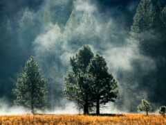 лес, туман, картинка