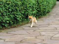 маленькая собака идет по каменной дорожке между кустами