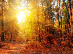 automne, panoramique, природа
