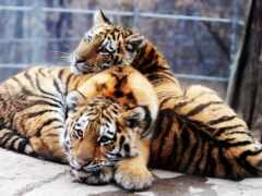тигры, тигр, красивые