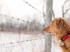 собака, забор