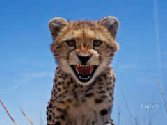 есть гепард, который стоит в траве