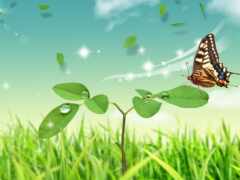 бабочки, летящие над зеленым листовым растением с каплями воды