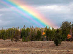 в небе радуга над полем с деревьями