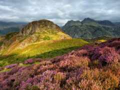 фиолетовые цветы цветут на склоне холма в горах