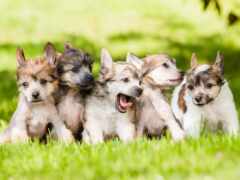 в траве сидят пять собак вместе