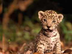 маленький леопард сидит в листьях на земле