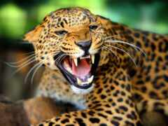 южной, америки, jaguar