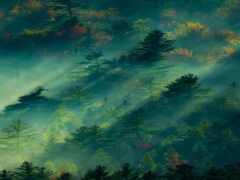 деревья в тумане показаны на этом аэрофотоснимке