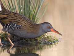 есть птица, которая стоит в воде