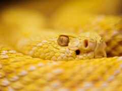 жёлтая гремучая змея