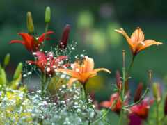 в саду много разных цветов с дыханием ребенка