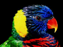 яркая птица с черным фоном