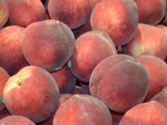 есть много персиков, которые сложены вместе в кучу