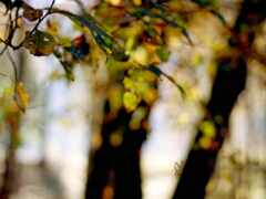 в центре парка сидит красный пожарный гидрант