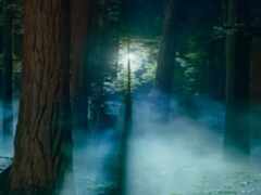 есть лес с большим количеством деревьев и тумана