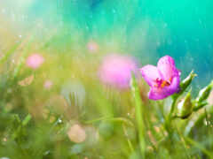цветы, дождь, трава