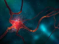 нейроны, нейрон, synapse