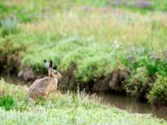 , lepus, кролик