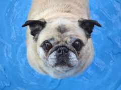 собака-араф стоит в бассейне и смотрит в камеру