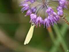 есть желтая бабочка, сидящая на фиолетовом цветке с пчелой рядом