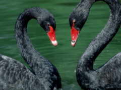 два черных лебедя плавают в воде