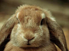 кроликов, носы, нос