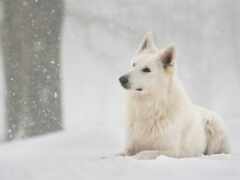 снег, собака, овчарка