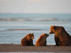 на пляже сидят три медведя, один облизывает другого