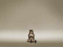 кошка сидит на полу и смотрит в камеру