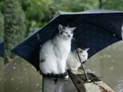 дождь, кот, дождливый