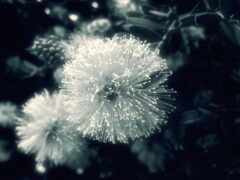 есть черно-белое фото цветка с пчелой на нем